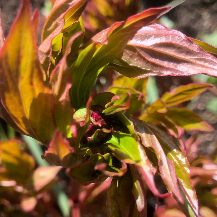 plant image 1658011 plant image 1658011