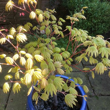 Acer Japonicum Vitifolium