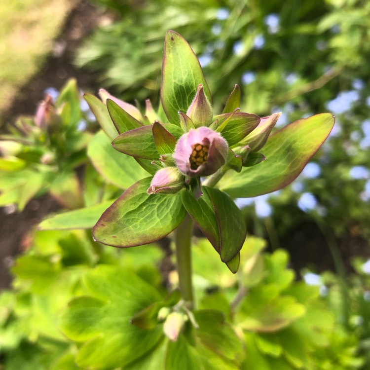 plant image 1659491