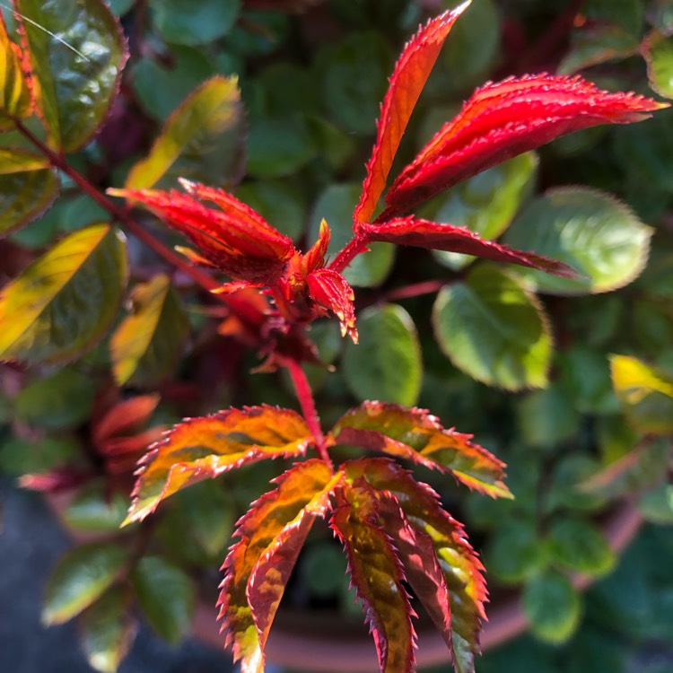 plant image 1661078 plant image 1661078