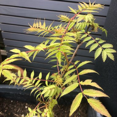 Sorbaria sorbifolia 'Sem'
