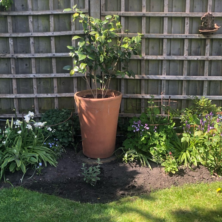 Plant image Nepeta 'Six Hills Giant'