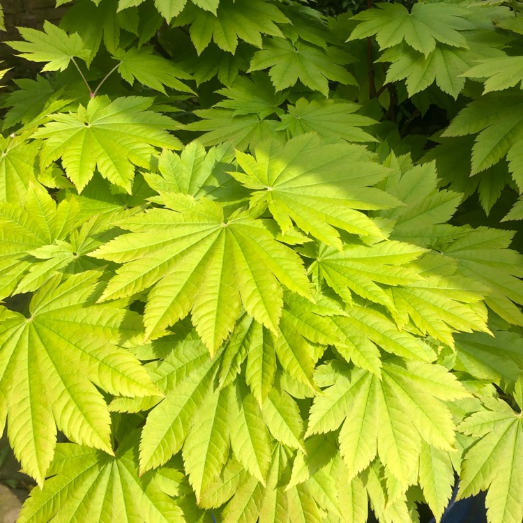 plant image 1662088 plant image 1662088
