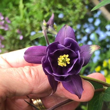 Aquilegia Vulgaris Var. Stellata 'Blue Barlow'