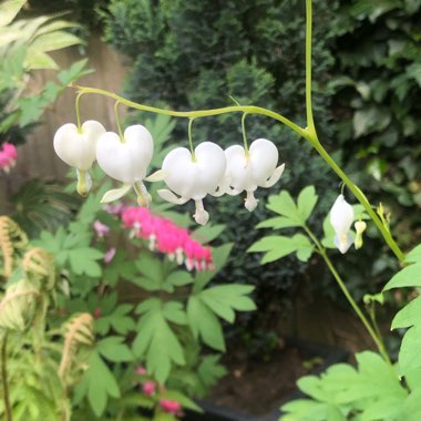 Lamprocapnos spectabilis 'Alba' syn. Dicentra spectabilis 'Alba'