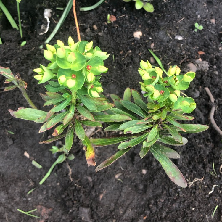 plant image 1662663 plant image 1662663