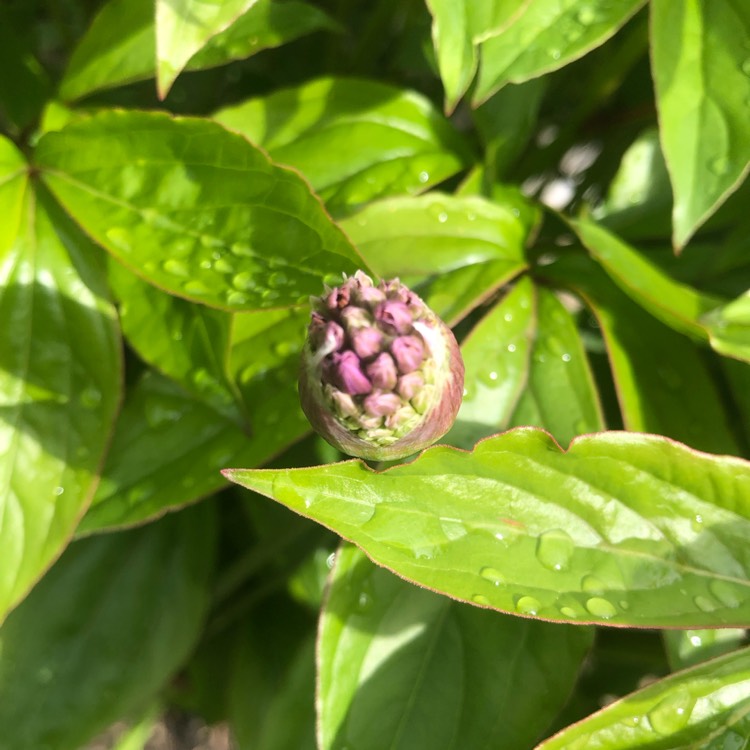 plant image 1662848 plant image 1662848
