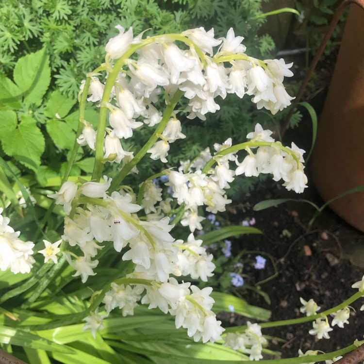 Plant image Hyacinthoides hispanica 'Alba'