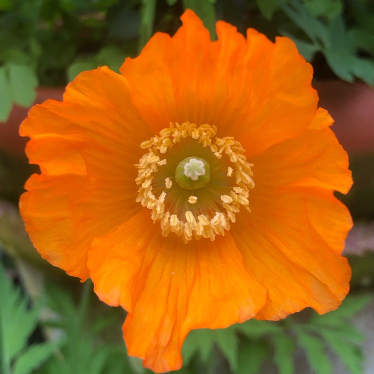 plant image 1664235 plant image 1664235