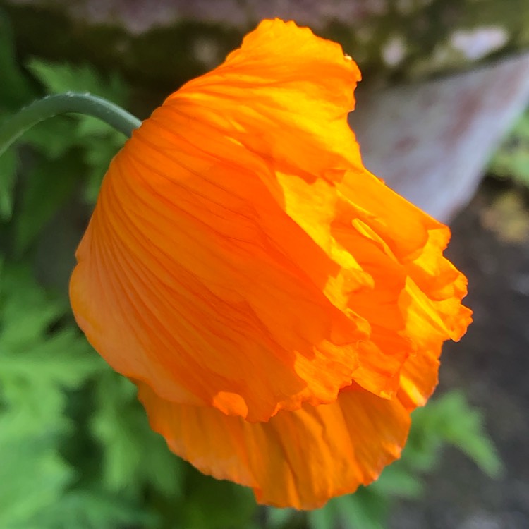 plant image 1664238 plant image 1664238