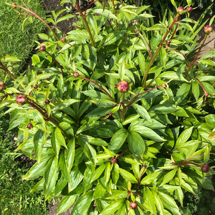 plant image 1664264 plant image 1664264