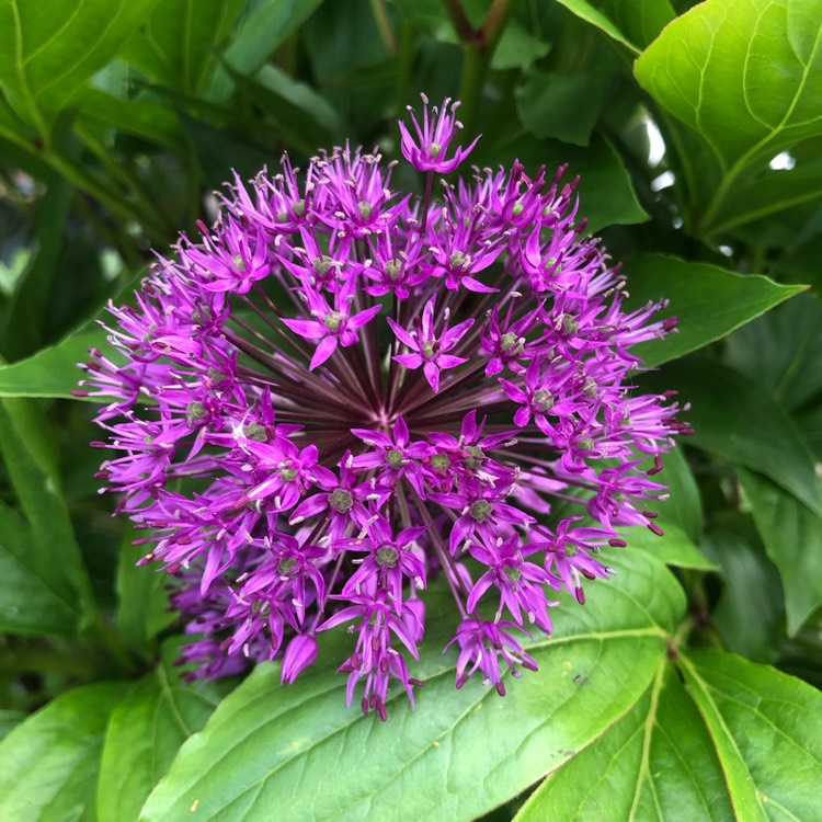 plant image 1665913 plant image 1665913