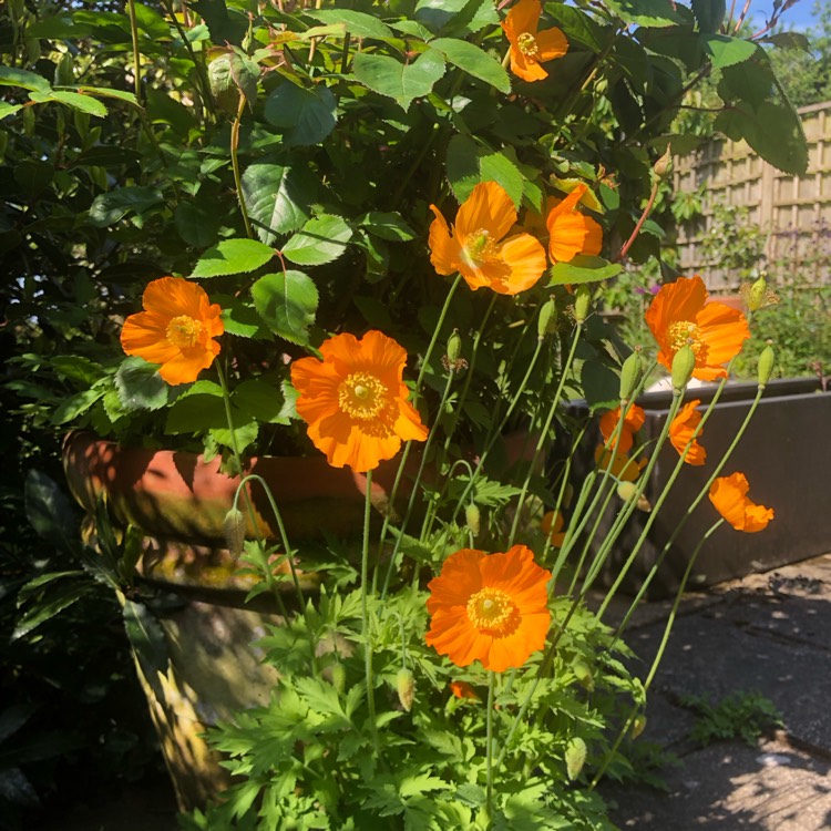 plant image 1667329 plant image 1667329