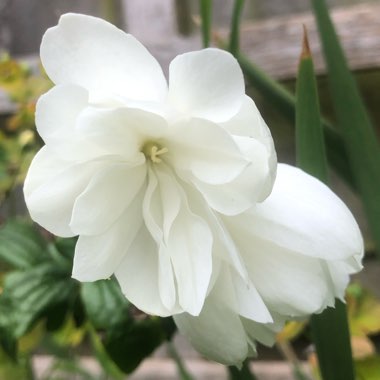 Philadelphus Coronarius