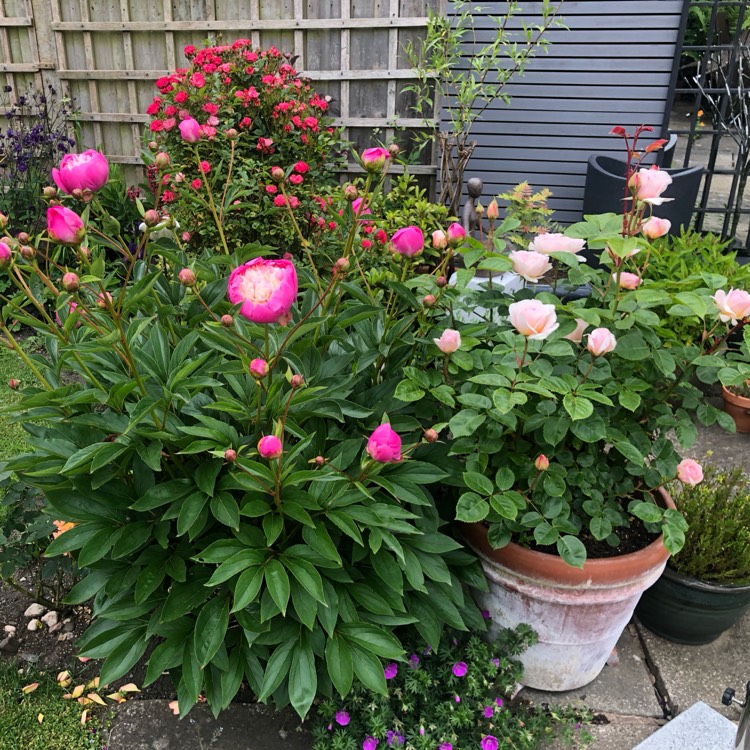 plant image 1670388 plant image 1670388