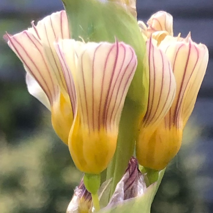 plant image 1671575 plant image 1671575