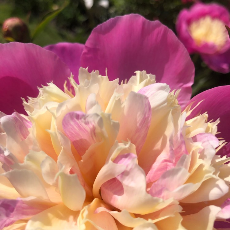 Plant image Paeonia lactiflora 'Bowl of Beauty'