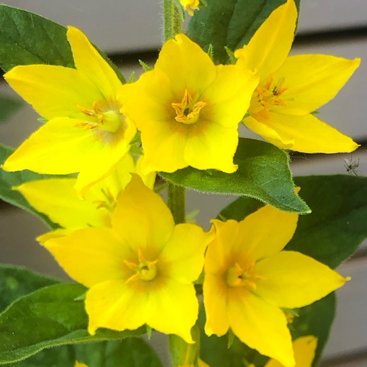 plant image 1673424