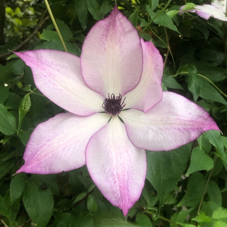 plant image 1675173 plant image 1675173