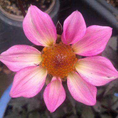 Dahlia (Border Varieties)