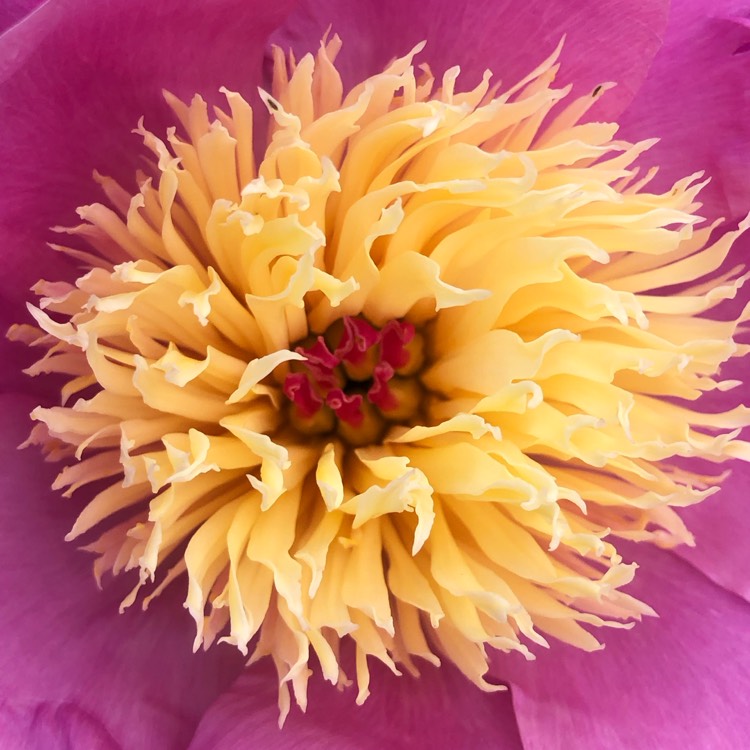 plant image 1676145 plant image 1676145
