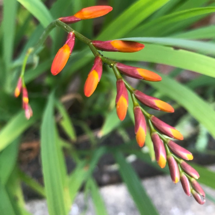 plant image 1676865
