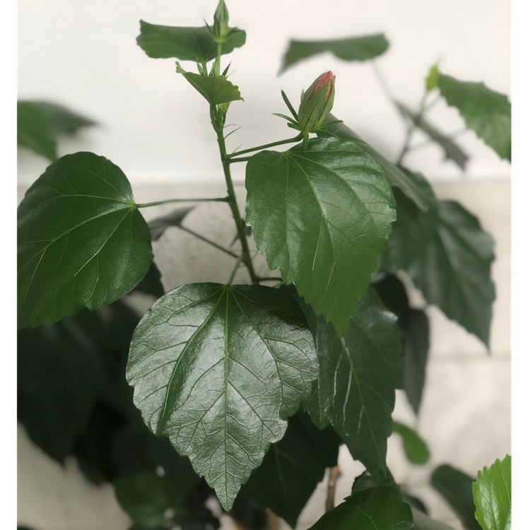 plant image 1676921 plant image 1676921