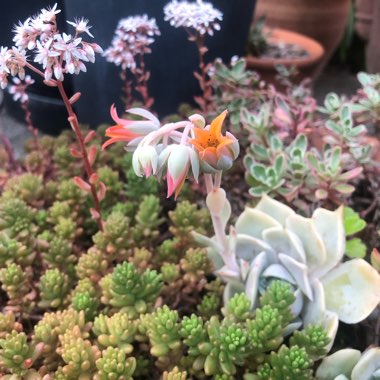 Angela's garden