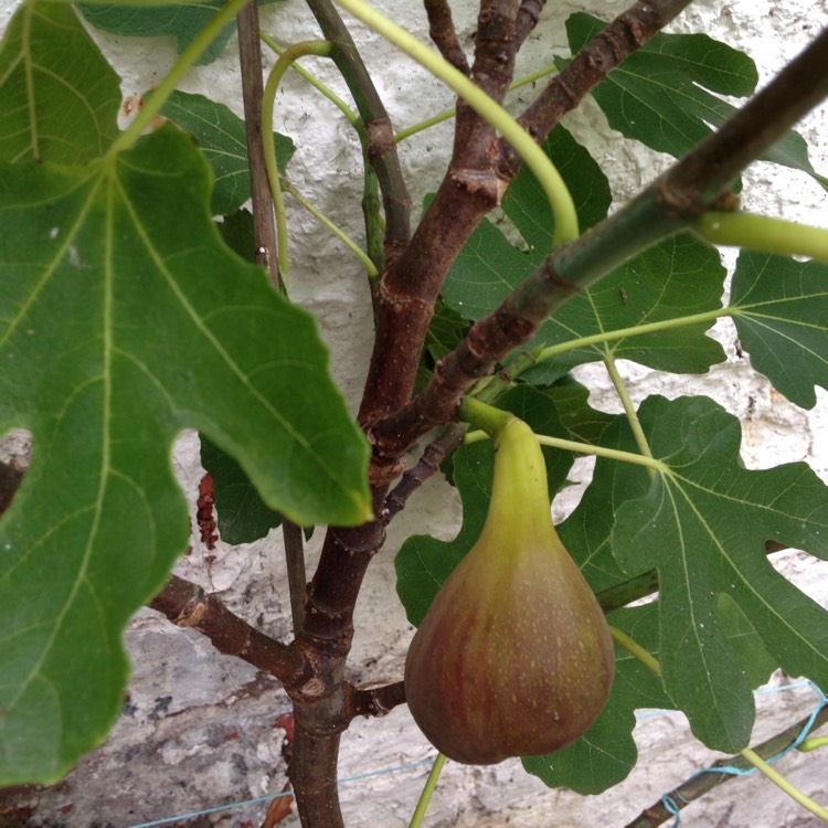 plant image 498410