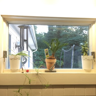 Maya's garden