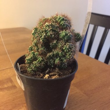 Monstrose apple cactus,