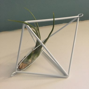 Airplant (Species) Tillandsia bulbosa