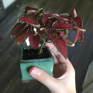 Polka Dot Plant