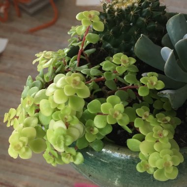 Portulacaria afra 'Variegated'