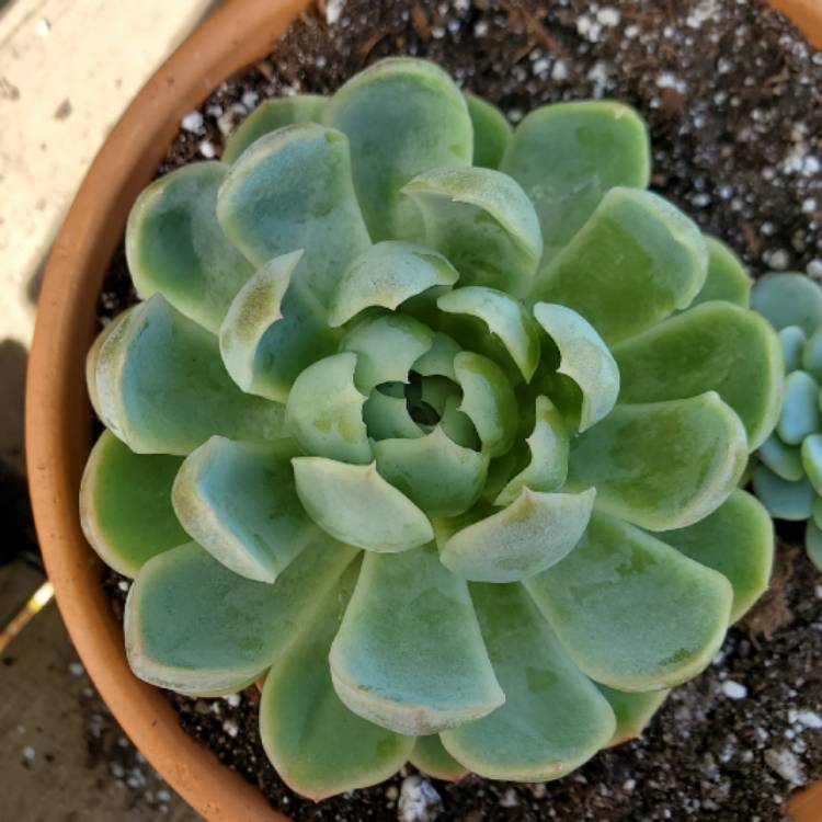 plant image 1019040