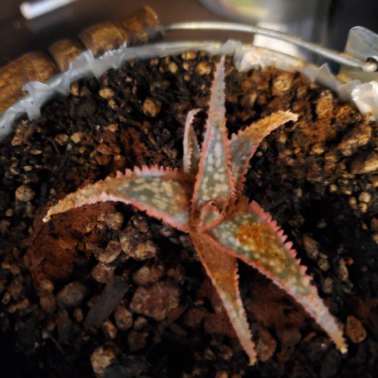 plant image 973577