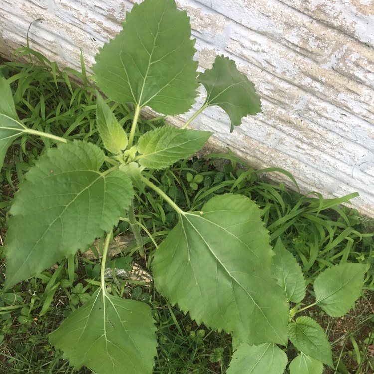 plant image 730077