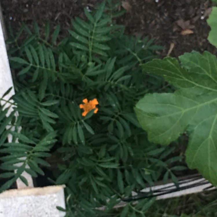 plant image 763419 plant image 763419