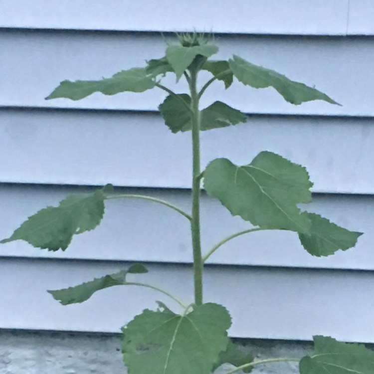 plant image 763467
