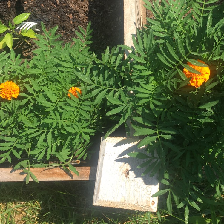 plant image 770608 plant image 770608