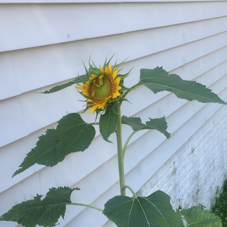 plant image 770610
