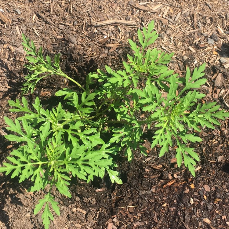 Plant image Daucus carota subsp. sativus 'Danvers 126'