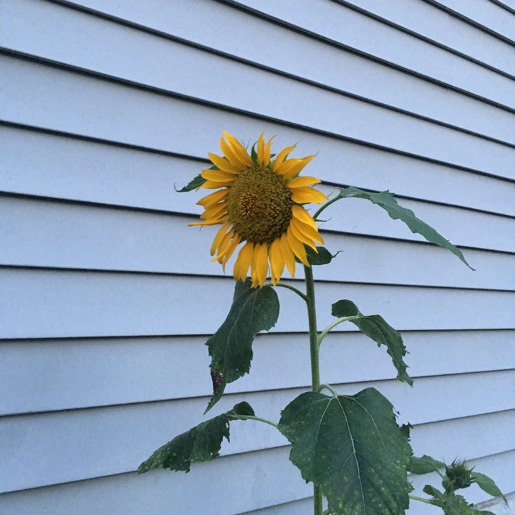 plant image 780584