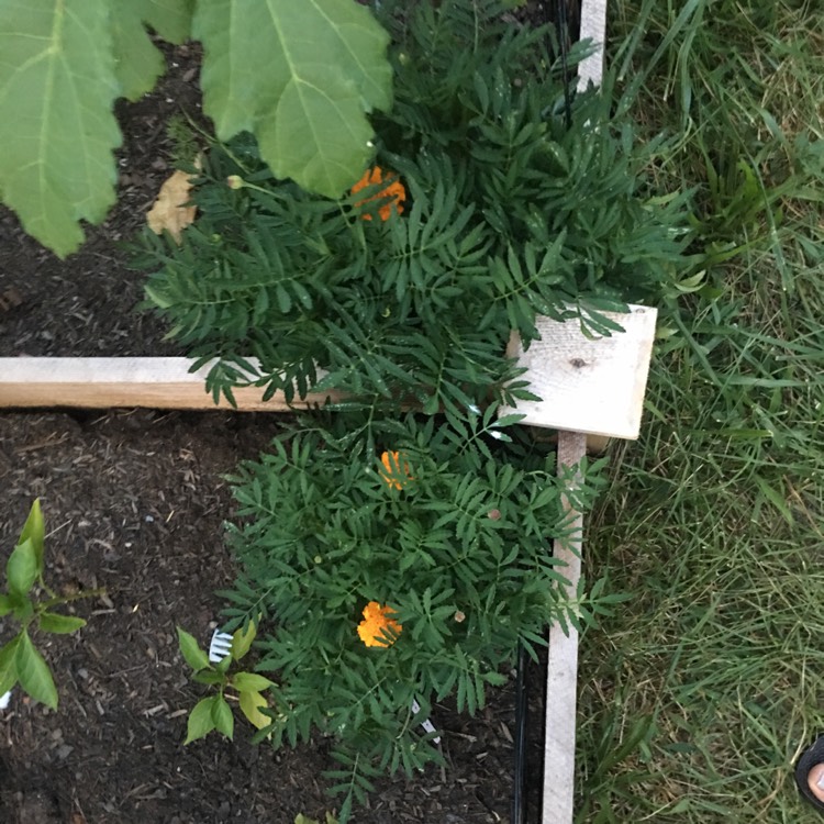 plant image 780591 plant image 780591