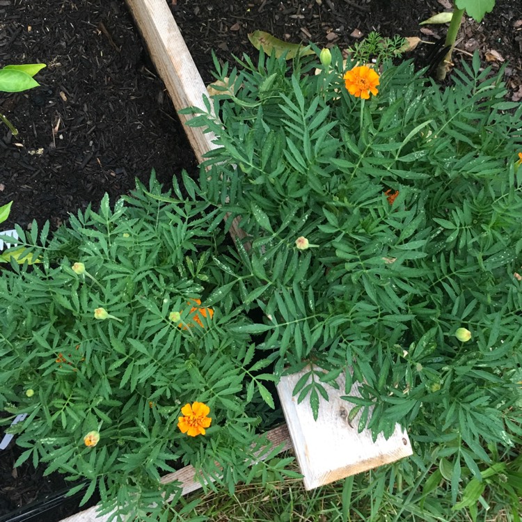 plant image 789897 plant image 789897