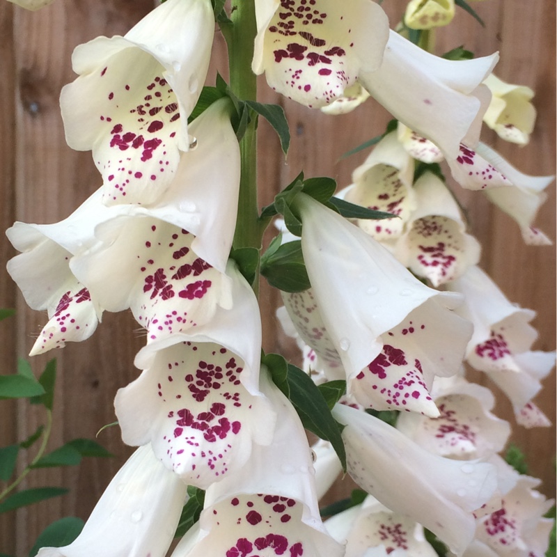 Foxglove 'Dalmatian Cream'