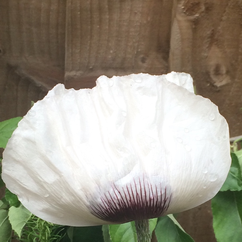 Foxglove 'Dalmatian Cream'