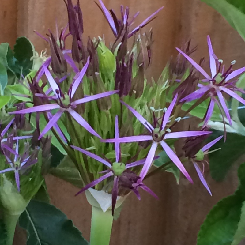 Anita's garden