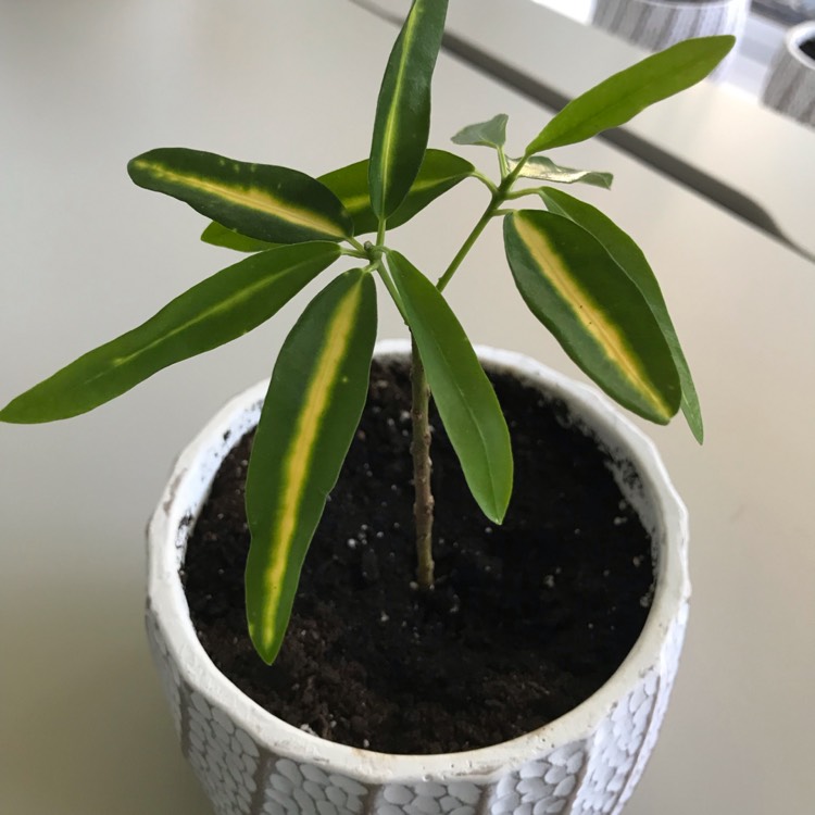 plant image 1622614