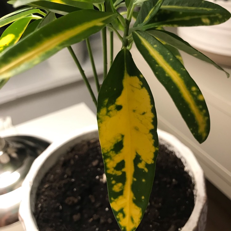 plant image 1622786